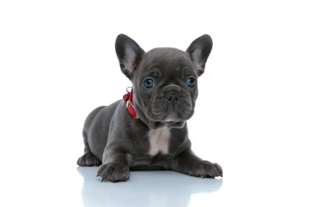 French Bulldog Puppies For Sale,French Bulldog Puppies For Sale Near Me,French Bulldog For sale,French Bulldog Breeders,French Bulldog Breeders Near Me,French Bulldog Price