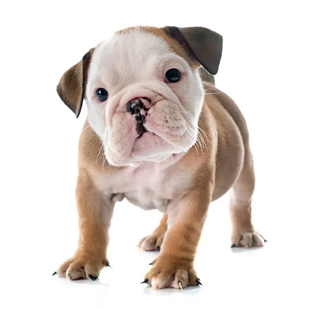 Buy English Bulldog,Bulldog For Sale,English Bulldogs for sale,English Bulldog For Sale Near Me,English Bulldog For Adoption