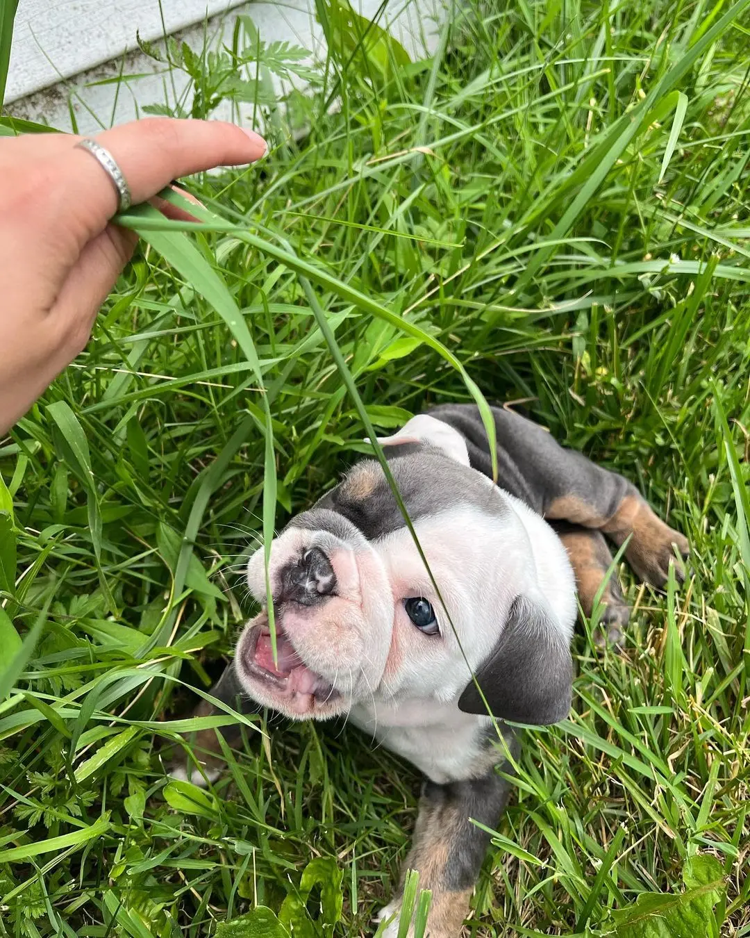 English Bulldogs Puppies For Sale,English Bulldog Puppies For Sale Near Me,English Bulldog For sale,English Bulldog Breeders,English Bulldog Breeders Near Me,English Bulldog Price,Buy English Bulldog,Bulldog For Sale,English Bulldogs for sale,English Bulldog For Sale Near Me,English Bulldog For Adoption