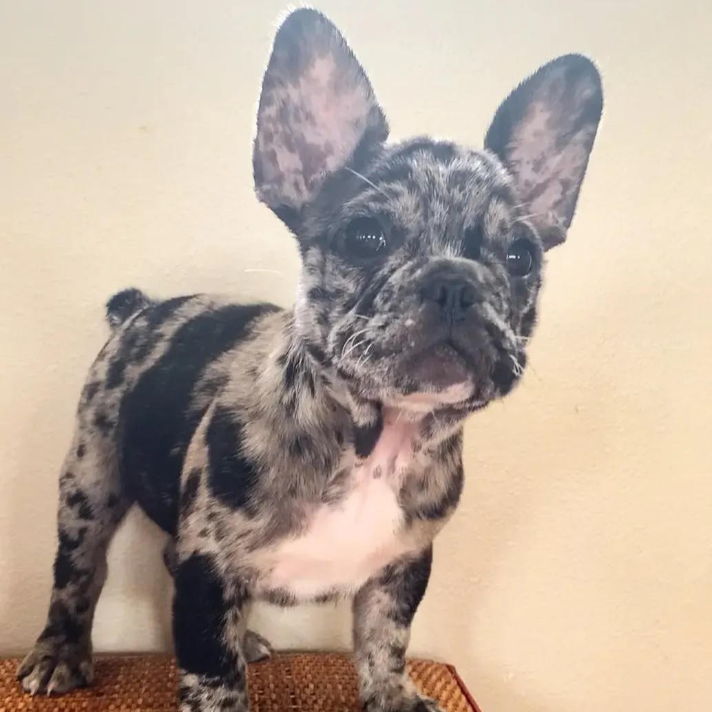 French Bulldog Puppies For Sale Near Me,French Bulldog For sale,French Bulldog Breeders,French Bulldog Breeders Near Me,