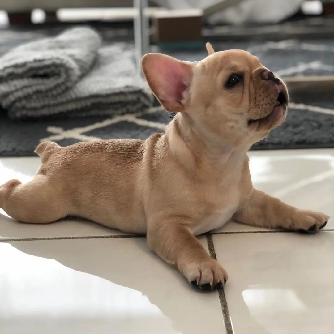 French Bulldog Puppies For Sale,French Bulldog Puppies For Sale Near Me,French Bulldog For sale