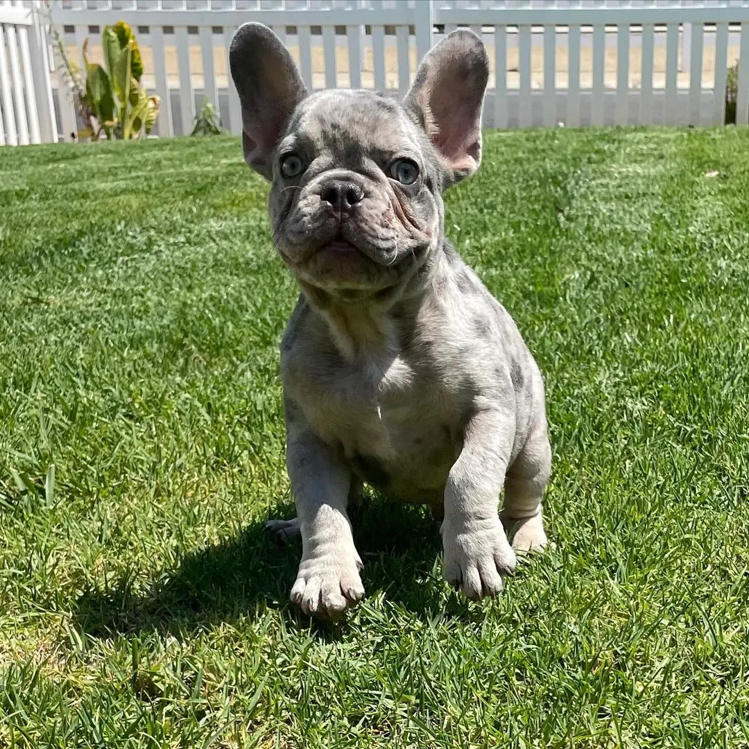 French Bulldog Puppies For Sale,French Bulldog Puppies For Sale Near Me,French Bulldog For sale,French Bulldog Breeders,French Bulldog Breeders Near Me