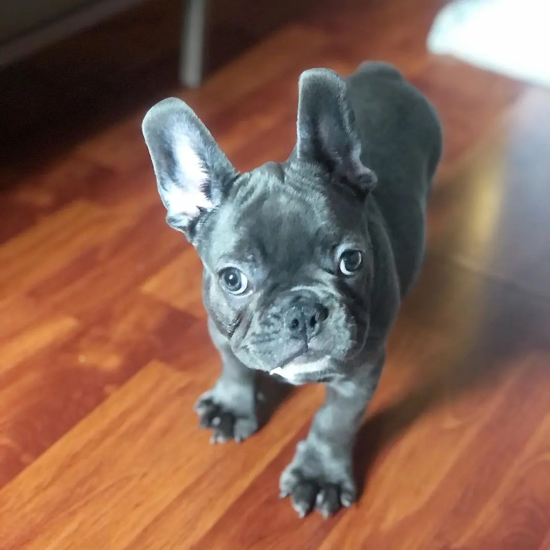 French Bulldog Puppies For Sale,French Bulldog Puppies For Sale Near Me,French Bulldog For sale,French Bulldog Breeders,French Bulldog Breeders Near Me,French Bulldog Price,Buy French Bulldog,Bulldog For Sale,French Bulldog for sale,French Bulldog For Sale Near Me,French Bulldog for Adoption