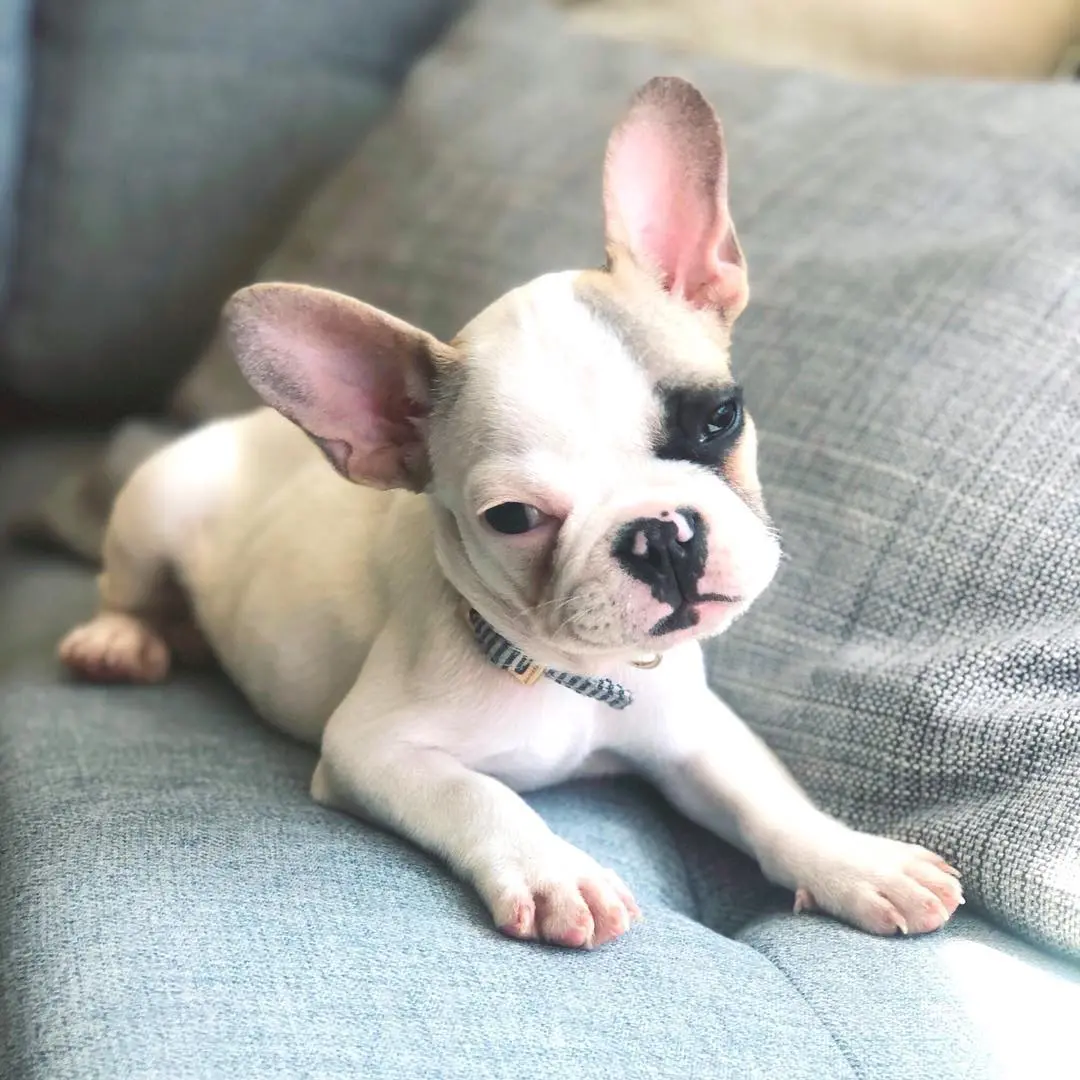 French Bulldog Puppies For Sale,French Bulldog Puppies For Sale Near Me,French Bulldog For sale,French Bulldog Breeders,French Bulldog Breeders Near Me,French Bulldog Price,Buy French Bulldog,Bulldog For Sale,French Bulldog for sale,French Bulldog For Sale Near Me,French Bulldog for Adoption